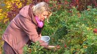 Bromarvbon Sara Randström plockar nypon för sina produkter.