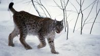 Ilves kävelee lumessa Ranuan eläinpuistossa.