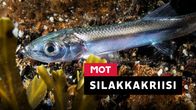 Julistekuva dokumenttiin MOT: Silakkakriisi. Lähikuvassa silakka veden alla.