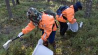 Två personer med skyddande kläder och huvor plockar bär i en tallskog.