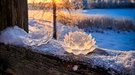 Kaksi jääkukkaa sillankaiteella auringon noustessa.