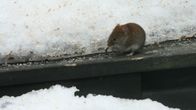 Metsämyyrä lintujen talviruokinnalla.
