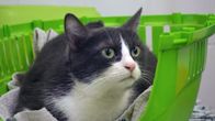 Kissa vihreässä kuljetuskopassa eläinlääkärin vastaanotolla