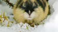 Värikäällä tunturisopulilla on suuri merkitys pohjoisen alueen luonnolle.