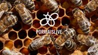Pörriäislive