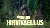 Hirvi metsässä