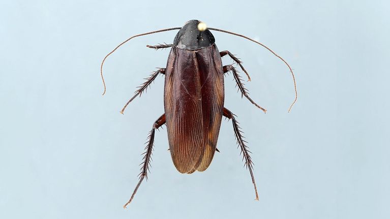 Large 'smokybrown' cockroach found in Finland for very first time | Yle ...