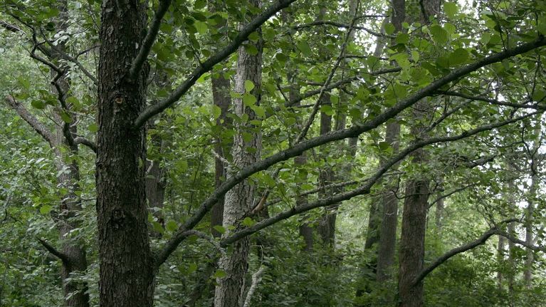 lehtipuut-lis-v-t-etel-savon-metsien-vastustuskyky-ilmastomuutosta