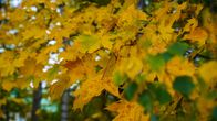 Yellow leaves on a tree branch.