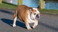 Englanninbulldoggi kävelee
