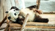 Lumi-panda lepää Ähtärin eläinpuistossa. 