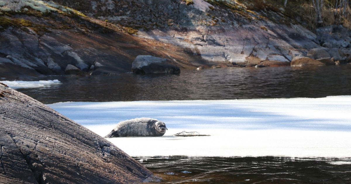 Ari Hölsä rakastaa saimaannorppia niin paljon, että käyttää jopa kesälomansa niiden auttamiseen