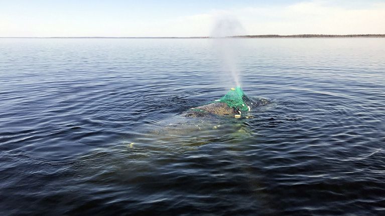 Knölvalen Lotta fastnade i en sikryssja utanför Bergö.