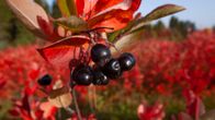 Marja-aronia.