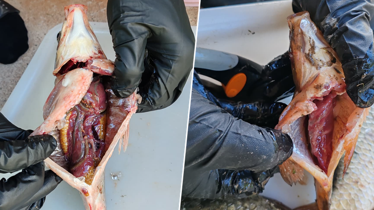 Två bilder av fiskar där en person håller upp buken och visar att silverrudan har mörkare kroppshåla än rudan.