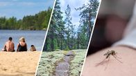 Kolme kuvaa vierekkäin. Vasemmalla kaksi ihmistä istuu uimarannalla. Keskellä metsän keskellä kallio, jossa jäkälää. Oikealla hyttynen iholla.