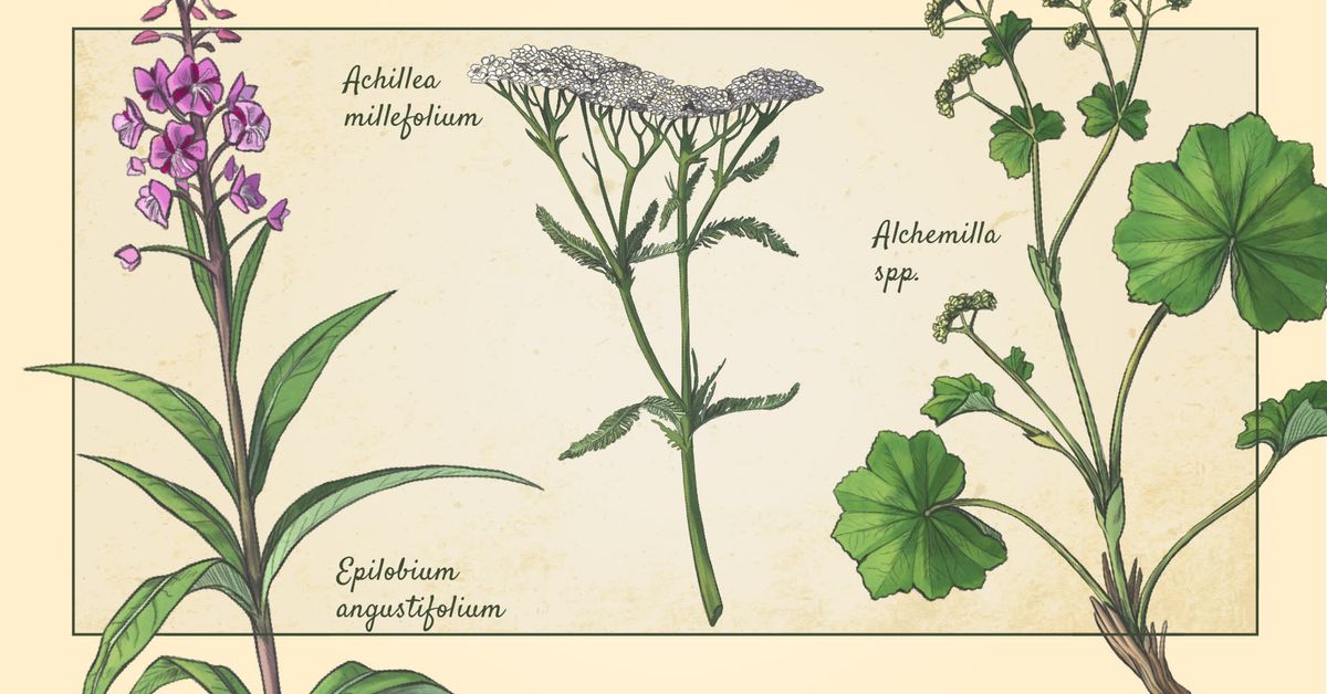 Kitkeristä rikkaruohoista maukasta kotiruokaa – näillä vinkeillä kokeilet villiyrttejä helposti