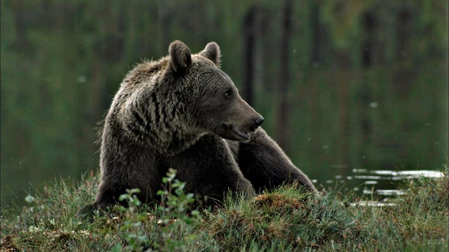 Karhu mättäällä, takana vettä.