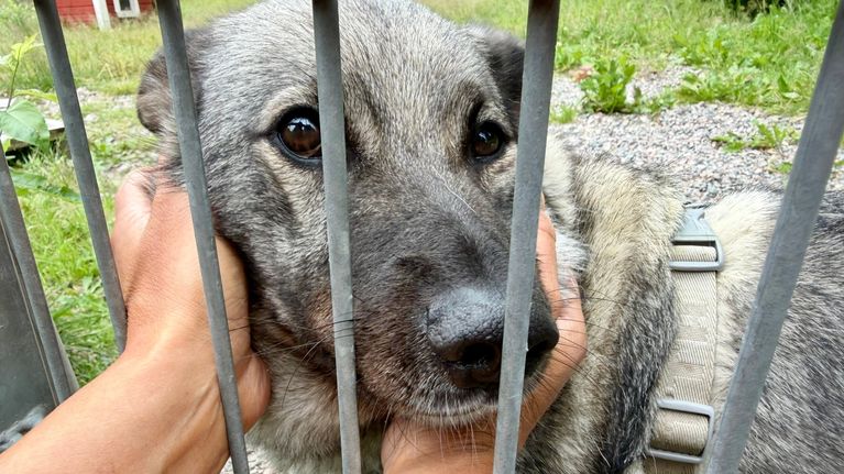 A grey dog behind a gate, getting petted by a person.