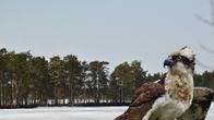 Vesku sääksi