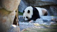 Panda Lumi Ähtärin eläinpuistossa keväällä 2018.