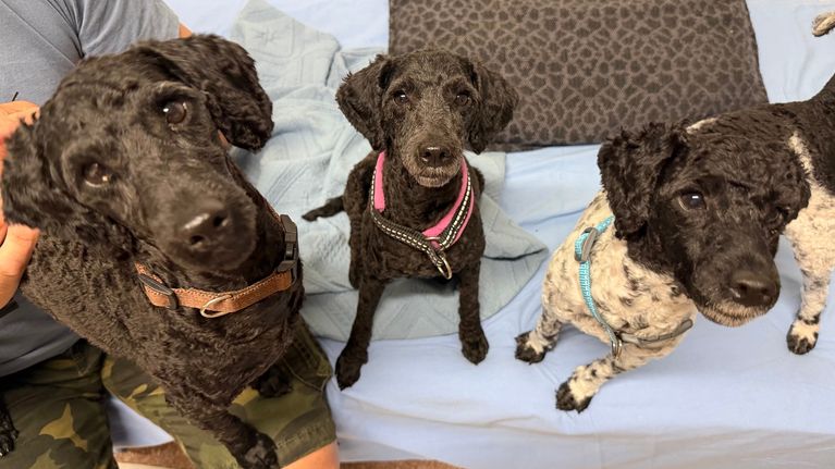 Three small poodles, with freshly cut fur. Two black, and one white.