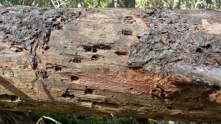Hausjärvi sai vanhaa metsää miljoonaperintönä, nyt suunnitellaan ...