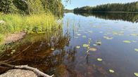 Ranta, järvi, kaislikko, lumpeet. Kaitajärvi Savitaipaleella.
