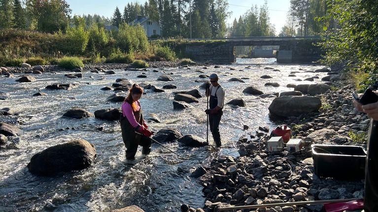 Tutkijat haavistavat kaloja Hiitolanjoen Kangaskoskella. 