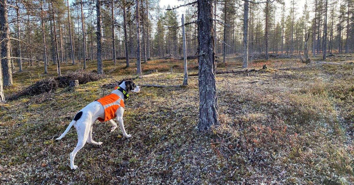 Teeri- ja pyykanta on laskenut jyrkästi Pohjois-Karjalassa ...