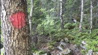 Punainen reittimerkki männyn kyljessä ja kivikkoinen polku.