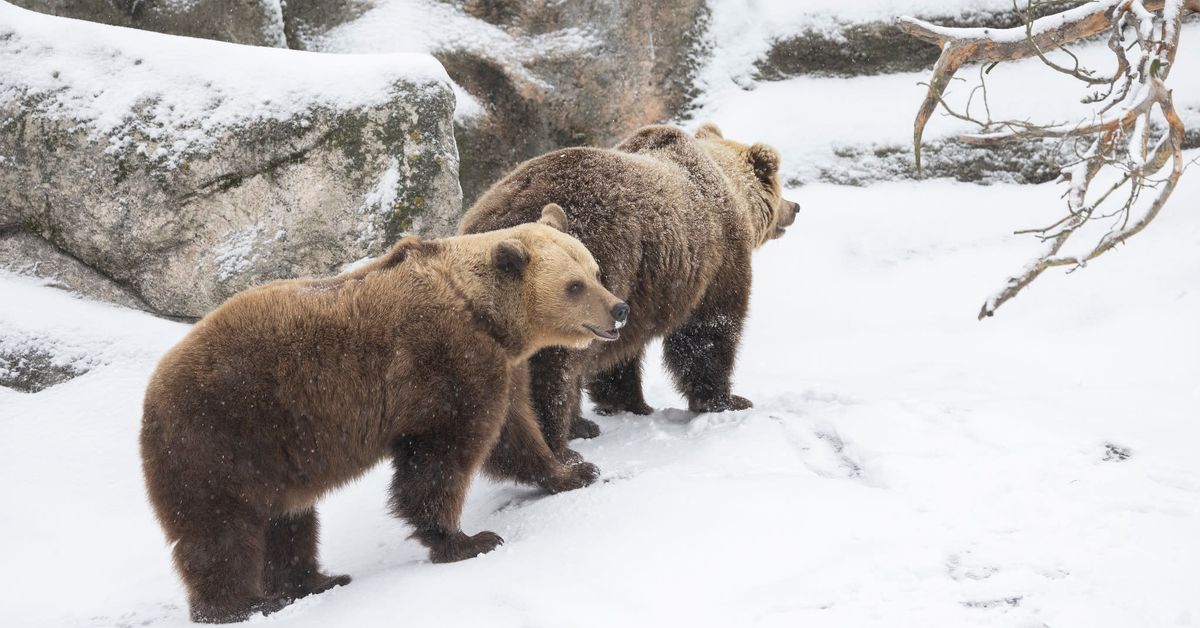 A Leaking Pipe and 22,000 Hours of Video: Why Bears Wake up Early