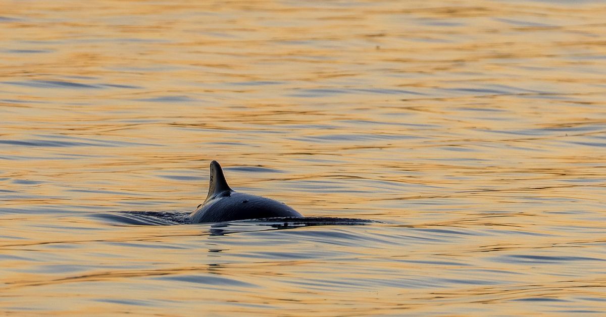Pohjanmaan pyöriäinen kuoli, mutta nyt se voi auttaa erittäin uhanalaisia lajitovereitaan
