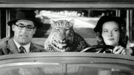 Cary Grant ja Katharine Hepburn elokuvassa Hätä ei lue lakia
