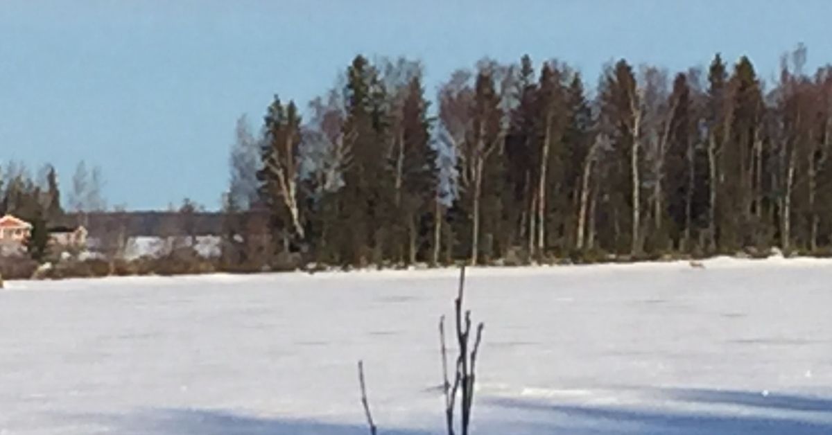 Varg på isen norr om Replotbron | Österbotten | Svenska Yle