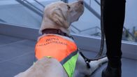 Labradorinnoutaja Sulka on 9kk ikäinen, jos se todetaan sopivaksi, siitä koulutetaan opaskoira.