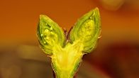Sireenin silmu halkaistuna