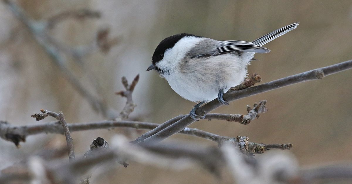 Lopen kunta haluaa suojella vanhaa metsää ja puron Sakarajärven ...