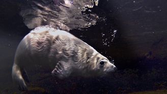 Hallikuutti ui vedessä