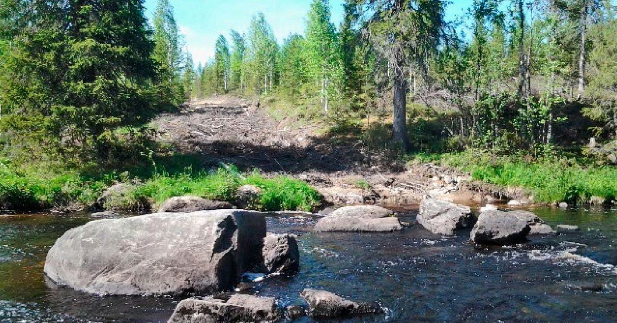 Mönkijän ajouralta löytyi raakun kuoria – metsähallituksen asiantuntija ...