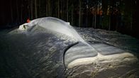 Suuri lumivalas. Valaan pään luona kaksi lumiveistäjää. 
