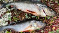 Kaksi juuri kalastettua kuollutta ahventa kyljellään varvikossa metsäjärven rannalla.