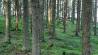 Raka tallstammar i en skog med grön mossa på marken.