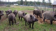 Åtta vildsvin går och letar efter mat i en inhägnad på en gård.