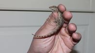 Muurigekko ihmisen kädessä. 