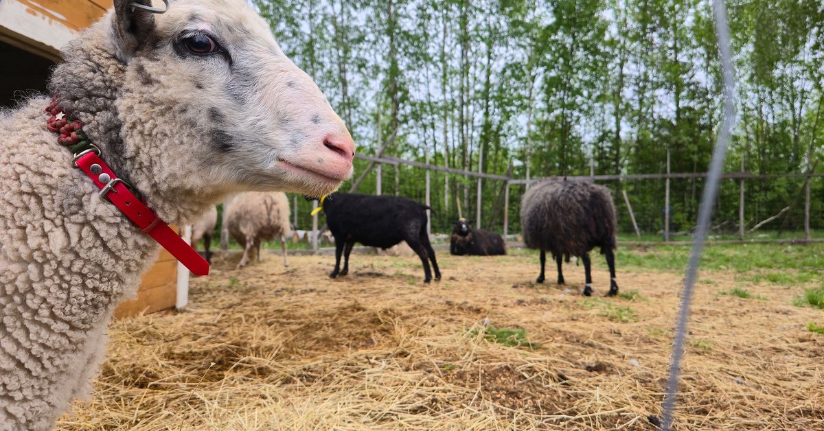 Juuassa eläinten turvakodin asukkailta loppui juomavesi, koska Itä-Suomi kärsii niin pahasti kuivuudesta