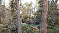 Metsä Group karsii hakkuuyrittäjiä, tukkipula pitää hinnat tapissa — image 6