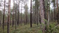 Metsää Inarissa.