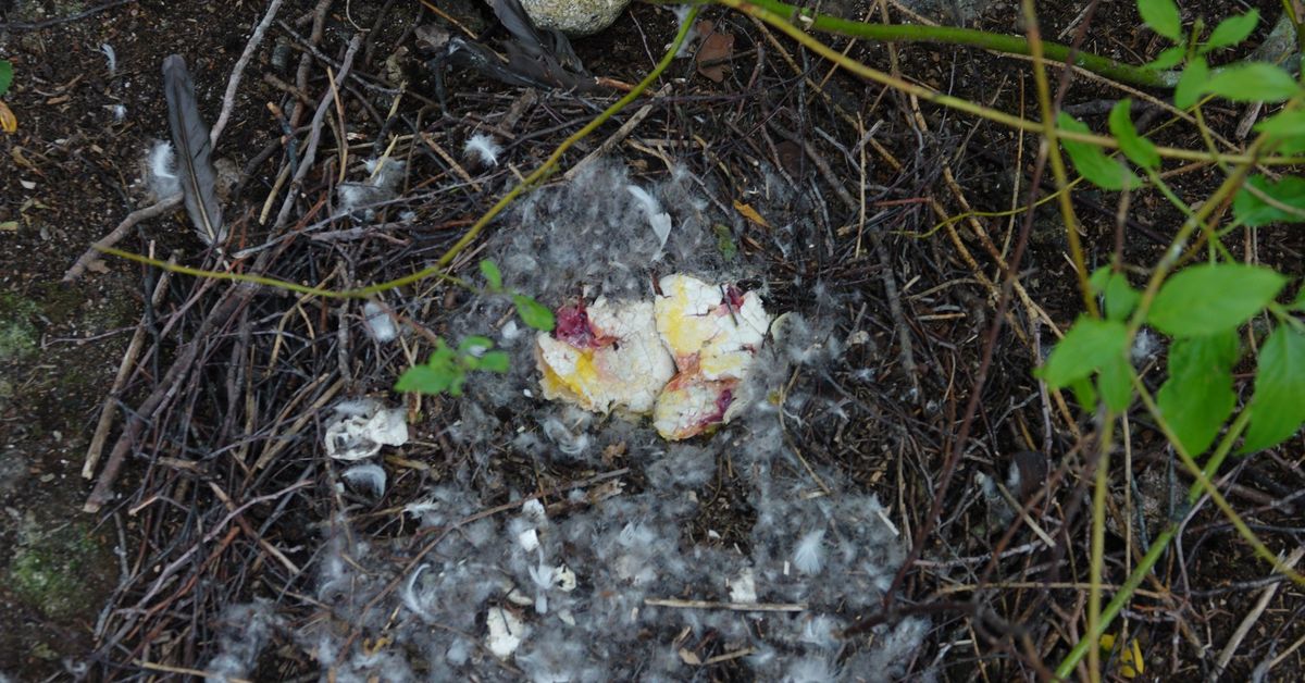 Joku murskasi hanhenpoikasia kivillä Lahdessa – poliisi tutk