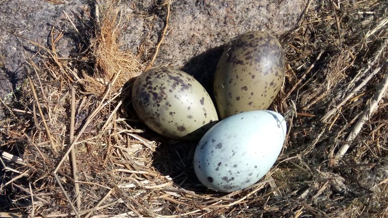 Curt fotograferade dessa olikfärgade fiskmåsägg i Nykarleby. Kan samma par lägga så olika ägg eller är det olika individer?